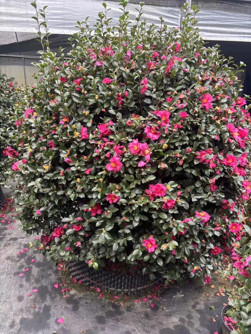 茶梅花盆栽带花苞三季开花室内外好养易活花卉绿植
