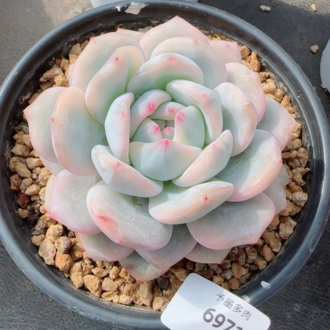 橙子锦，6971多肉植物