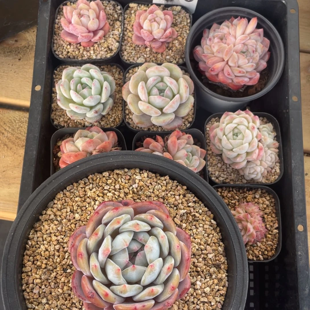 多肉植物十个精品133福利