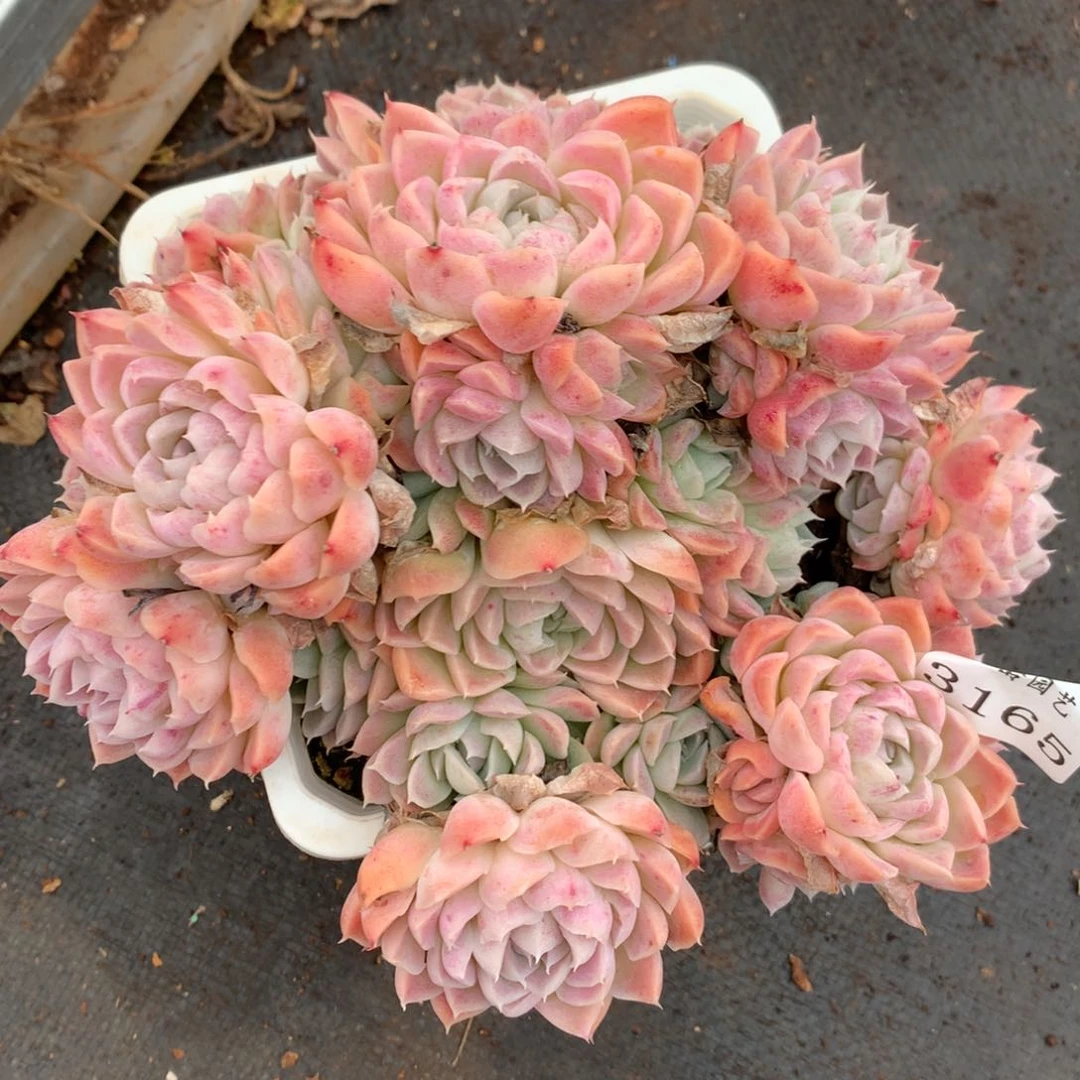 3165不包整散掉头不售后