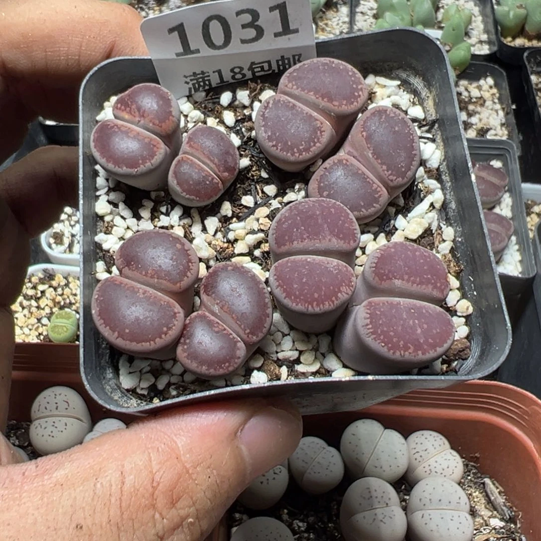 【闪购商品】 1031。