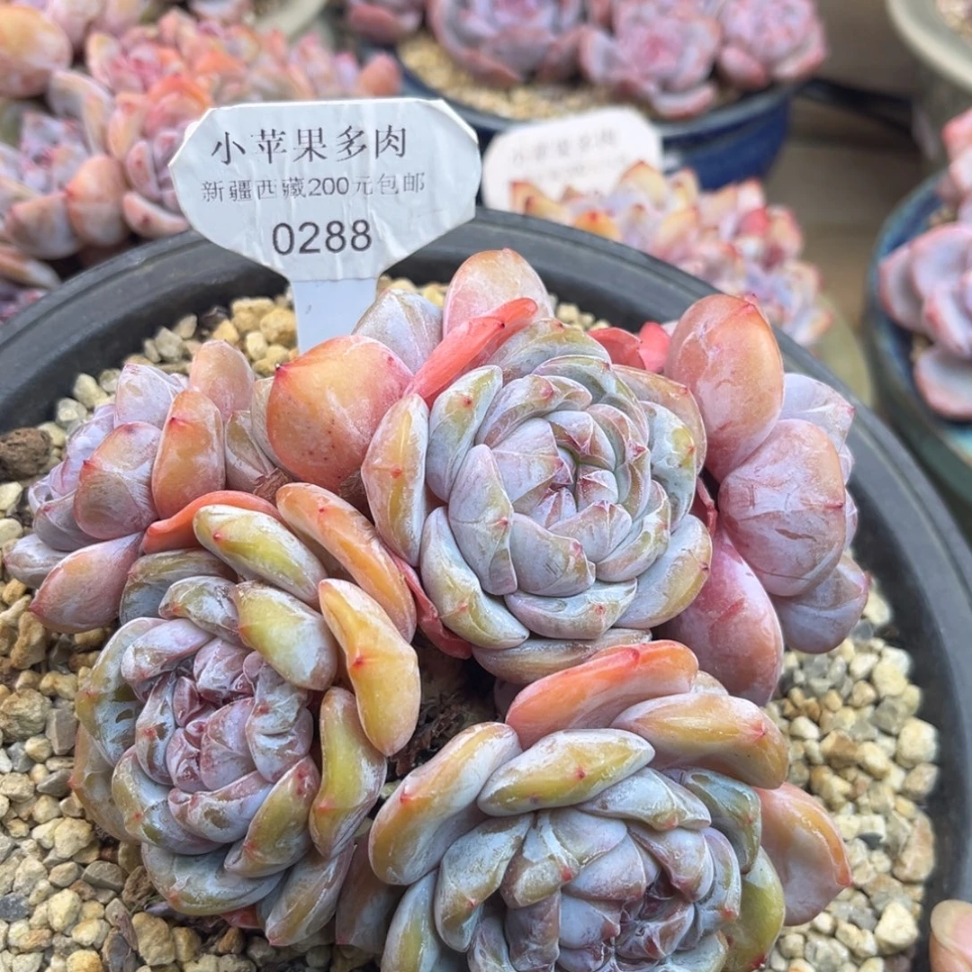 绿底紫心288/13cm6头