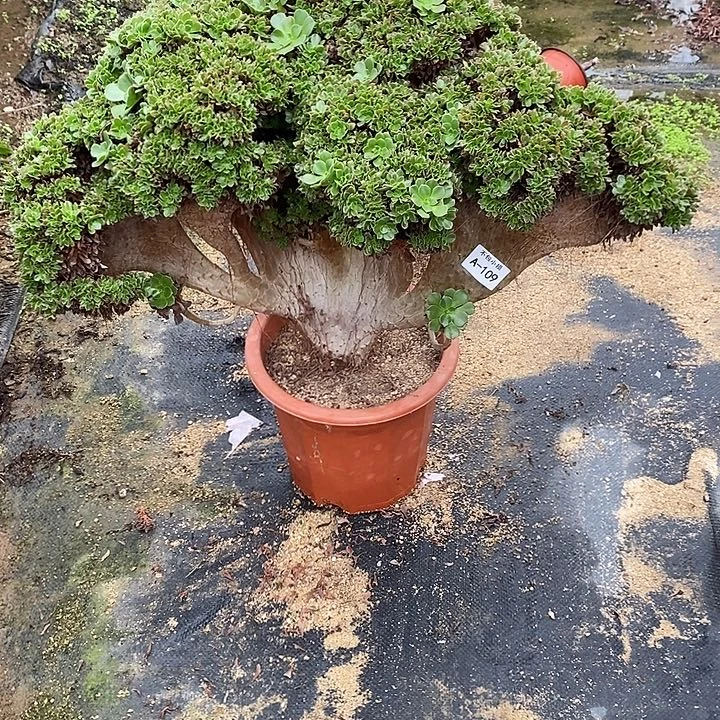 109 玫瑰自然朵缀带几处小伤宽60 公分