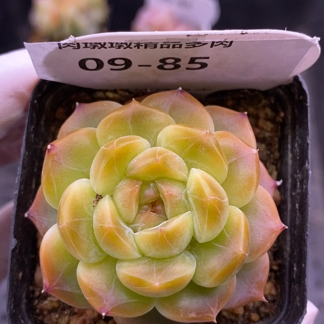 【闪购商品】 9-85