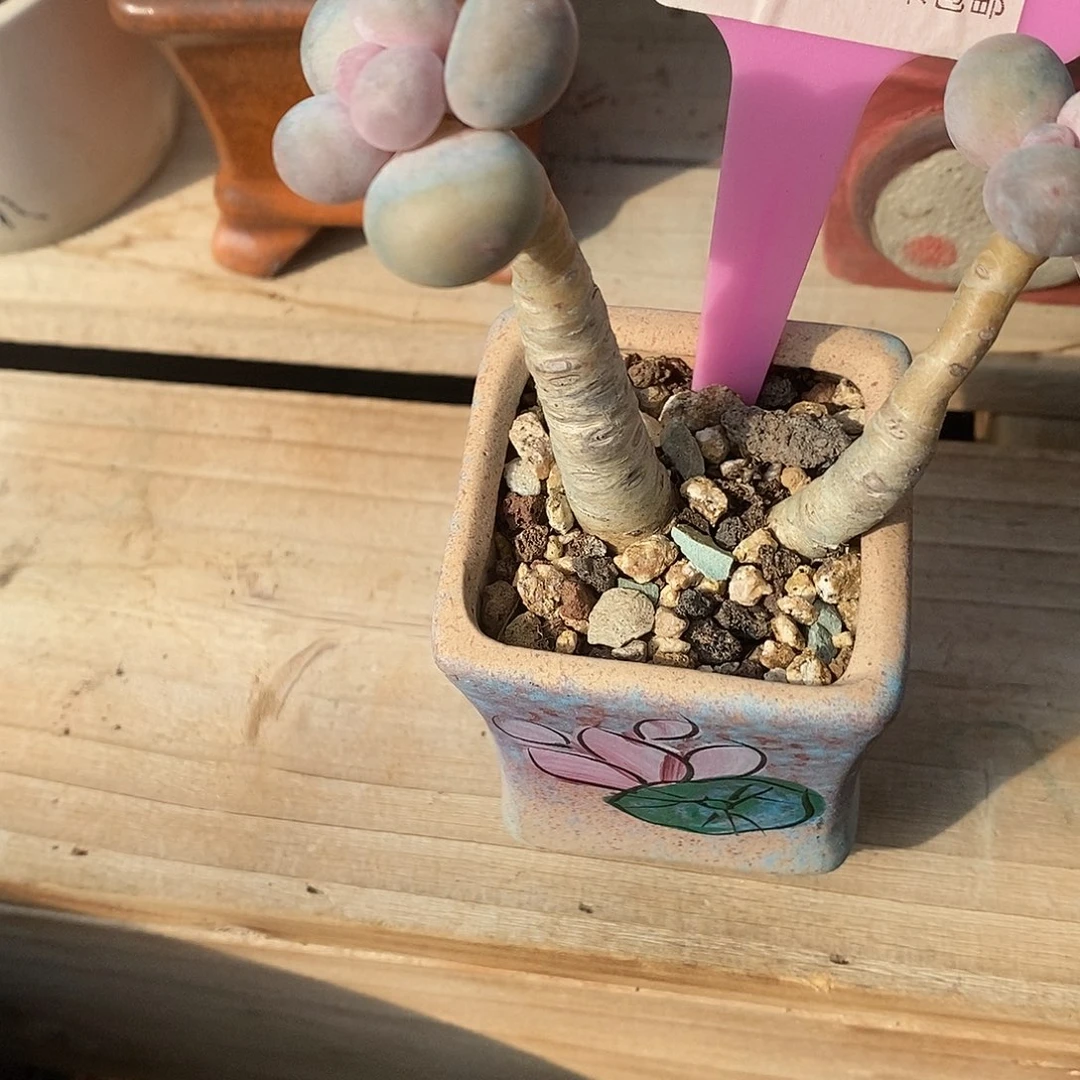 236天一无趣图哦小雨小雨