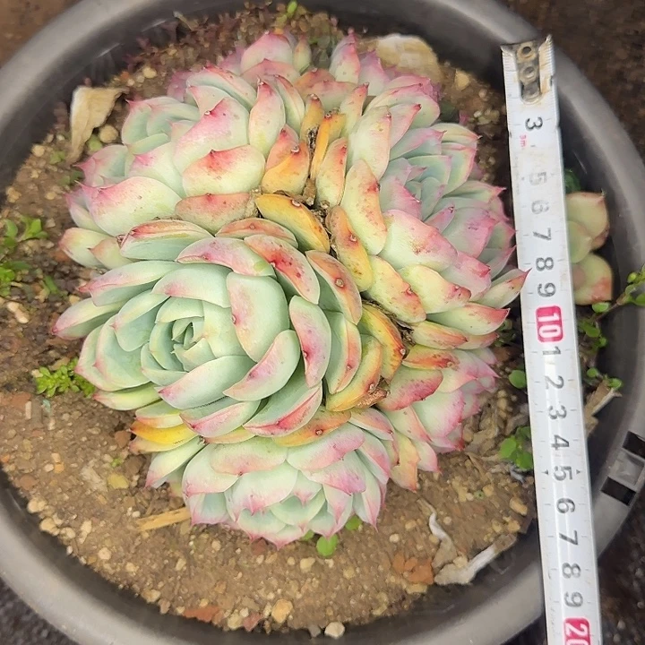 多肉植物一物一拍侧影775