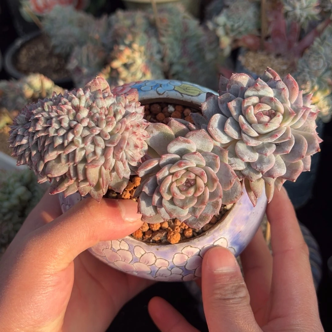 新年快乐 树莓无暇