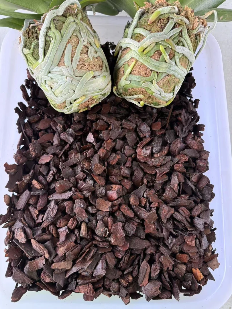 【树皮9-12】发酵通用不烧根保水透气蝴蝶兰兰科植物专用松树皮植料