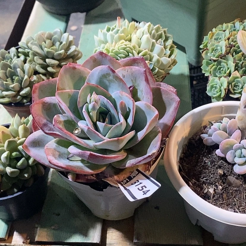 【闪购商品】布鲁蓝3154