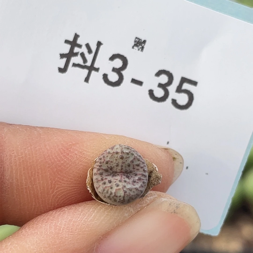 3-35火龙果安贞肉锥