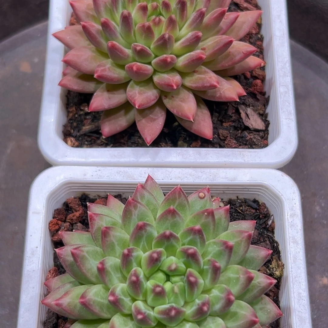 甲骨文，一物一拍。