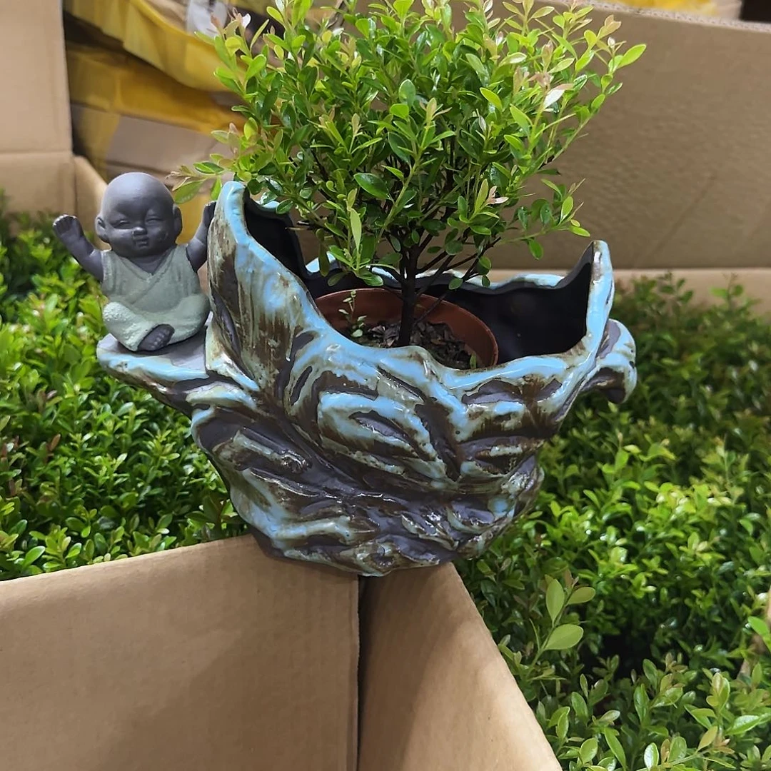 盆·小叶赤楠·摆件·