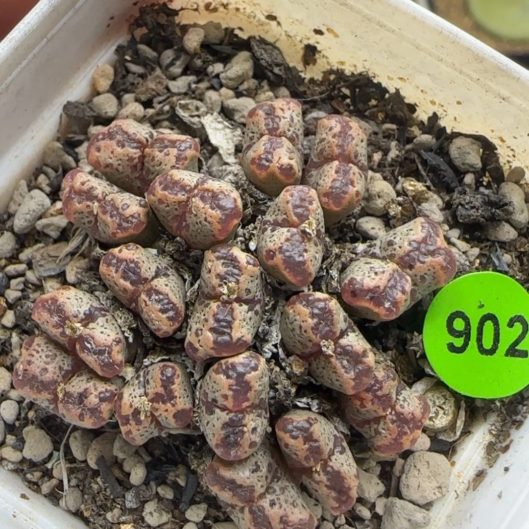 勋章群多肉植物902