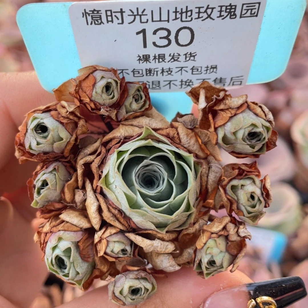 山地玫瑰130断枝不包损不售后