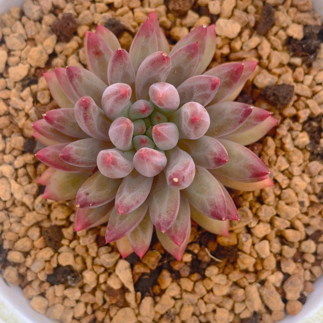 车厘子优选单头多肉植物一棵