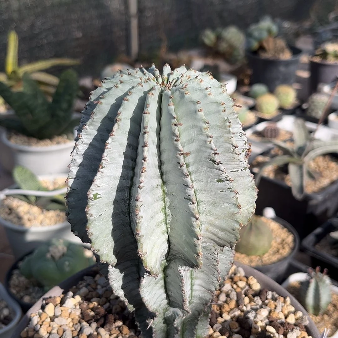 386脱土发 白衣魁伟玉1111111