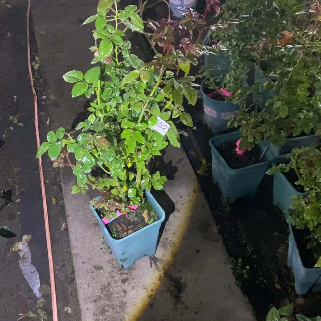 无花朵652希思黎玫瑰土球修剪发货