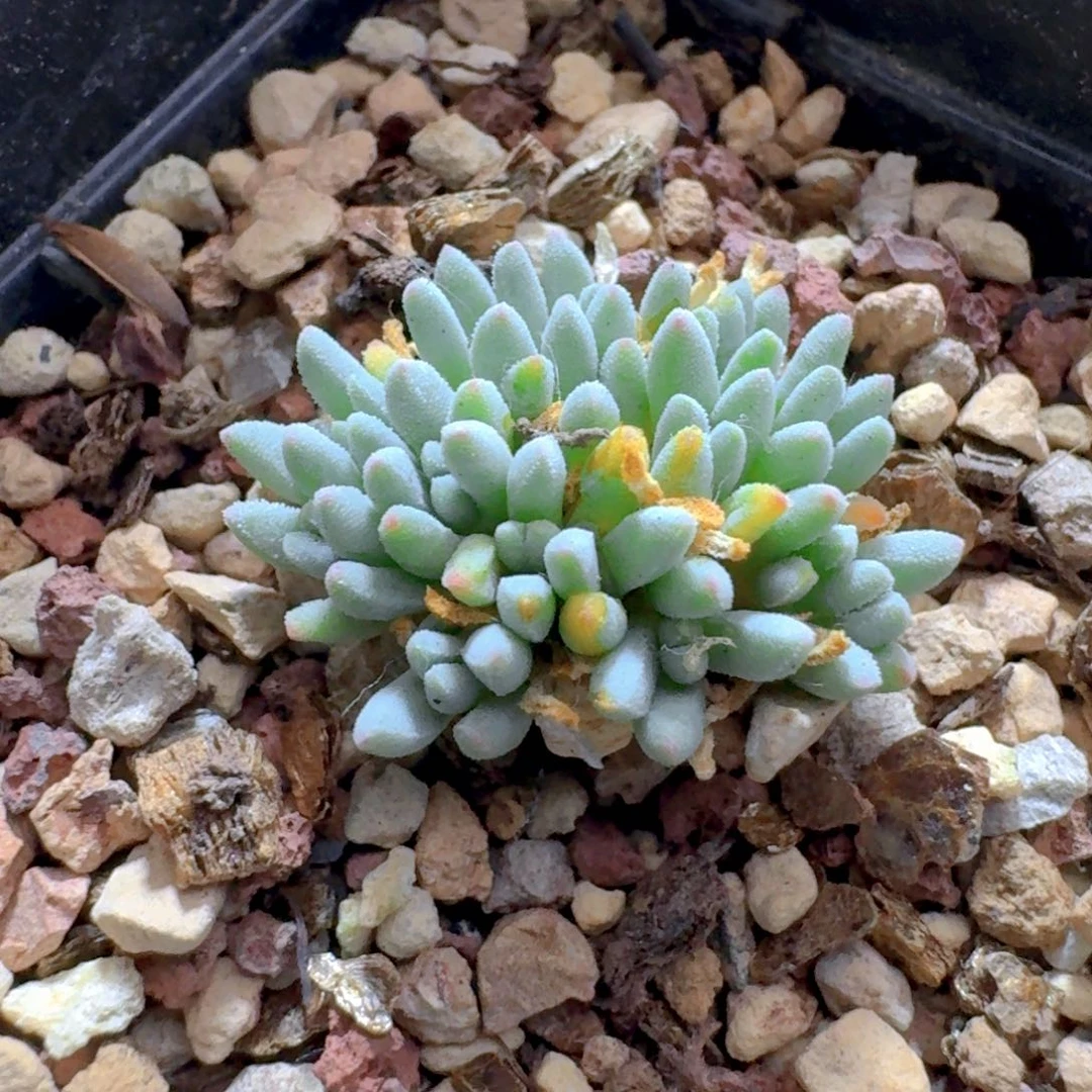 622葵珊瑚带盆发货