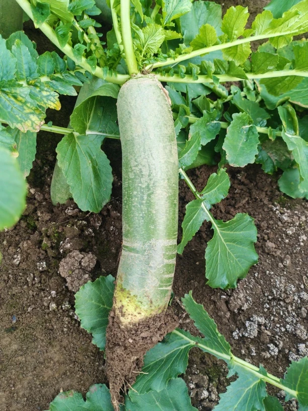 正宗潍坊青萝卜新鲜脆甜多汁潍县高脚青水果蔬菜（普通装）