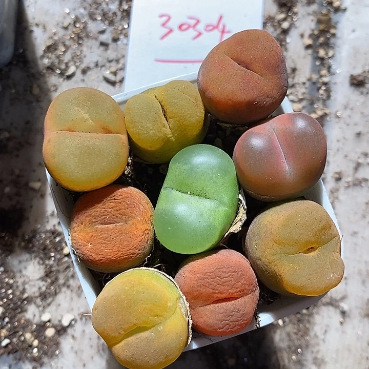 30304。   一组。