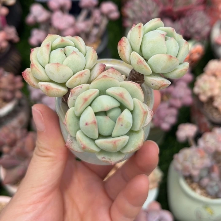 香草老庄带盆发货……