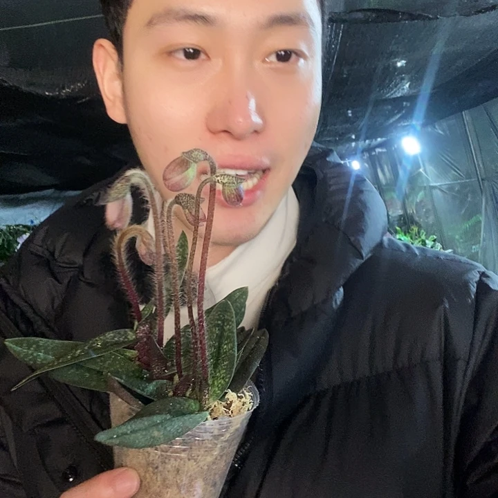 无花朵玉女带花苞