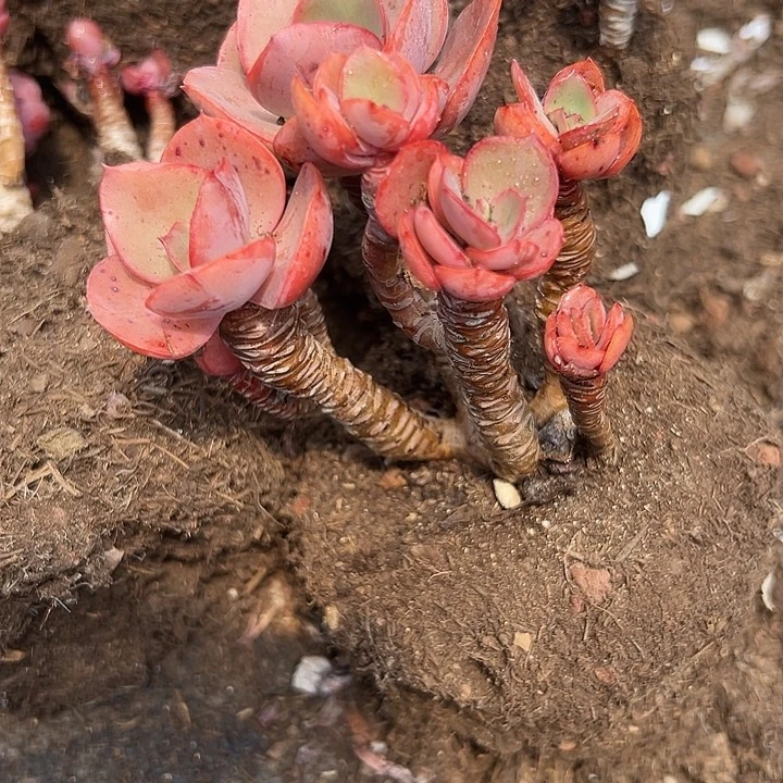 无花朵秀妍老桩。