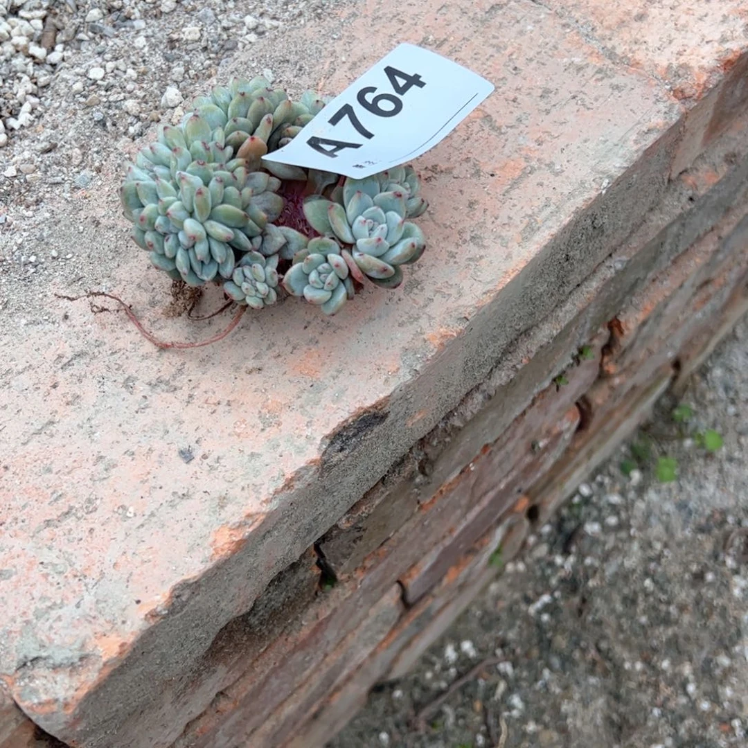 旋***马764 多肉多肉多肉多肉多肉