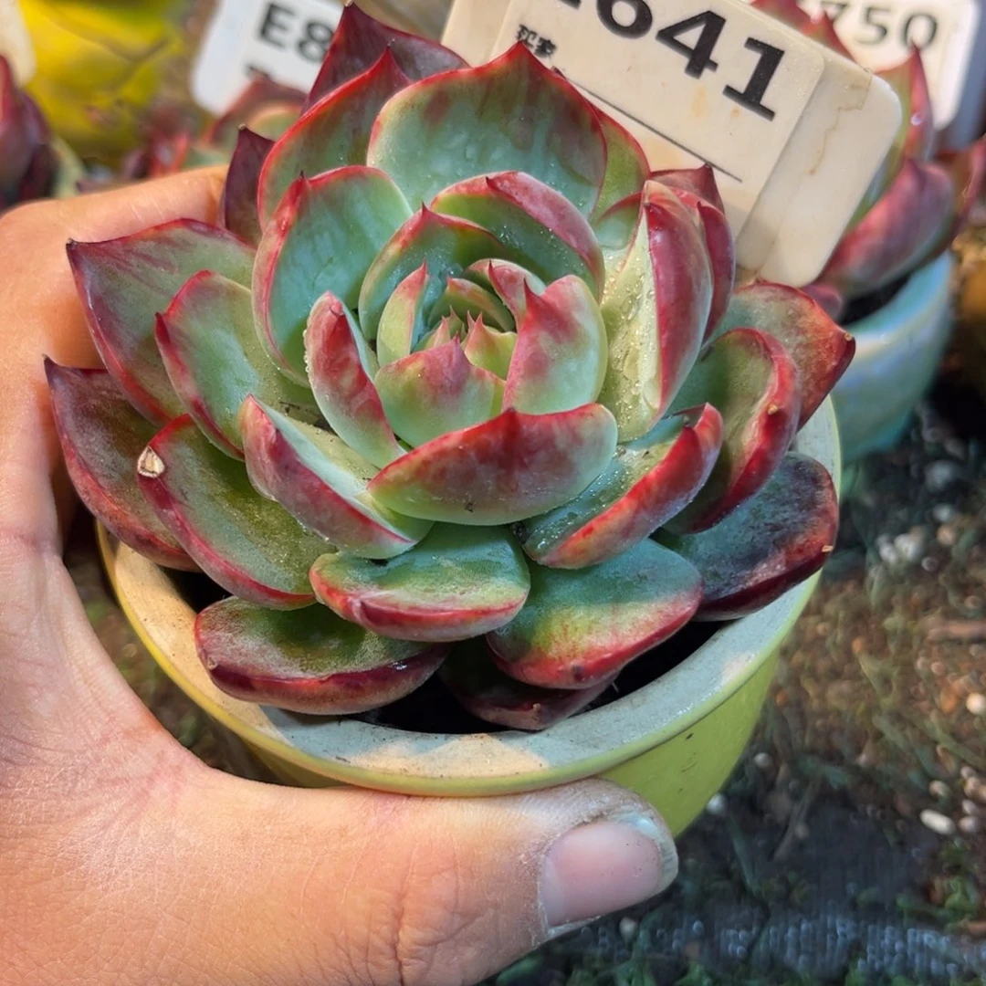 惊鸿一瞥641号多肉