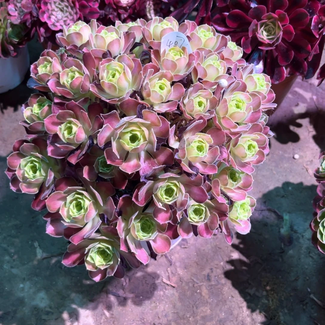 无花朵多肉植物韶华407