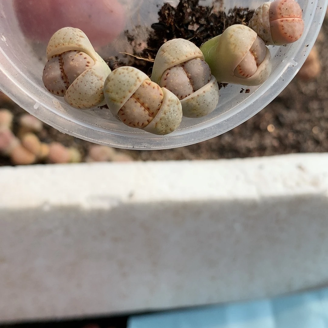 静**_D462多肉植物保护研究所