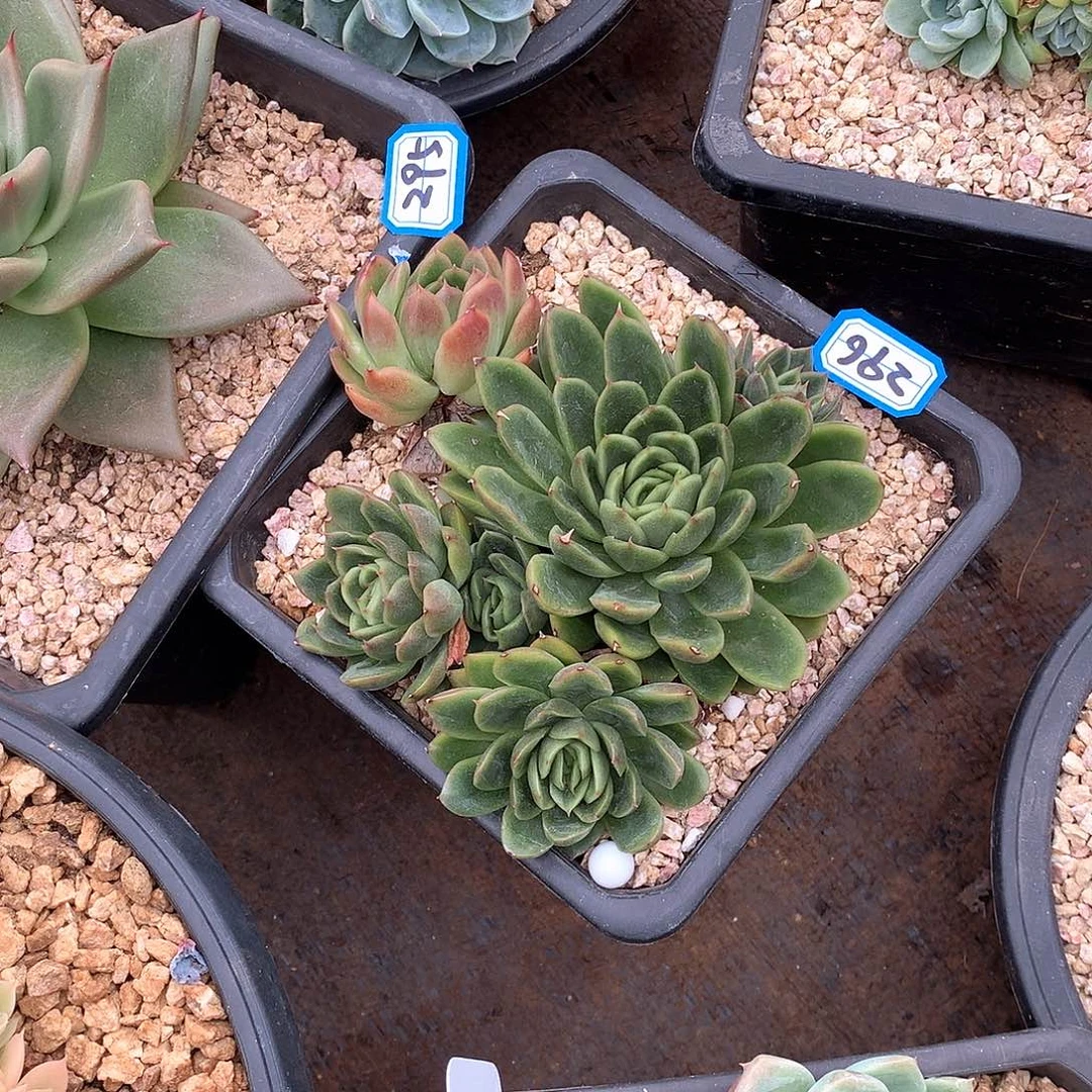 296 一物一拍多肉