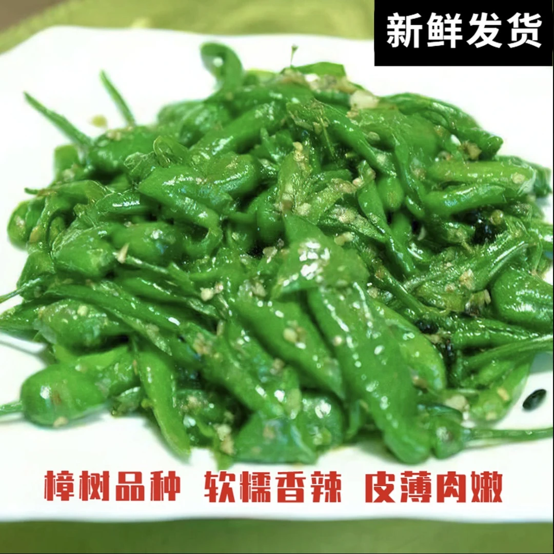 正宗樟树薄皮小青椒微辣新鲜富晒辣椒新鲜采摘农家自种香辣青辣椒