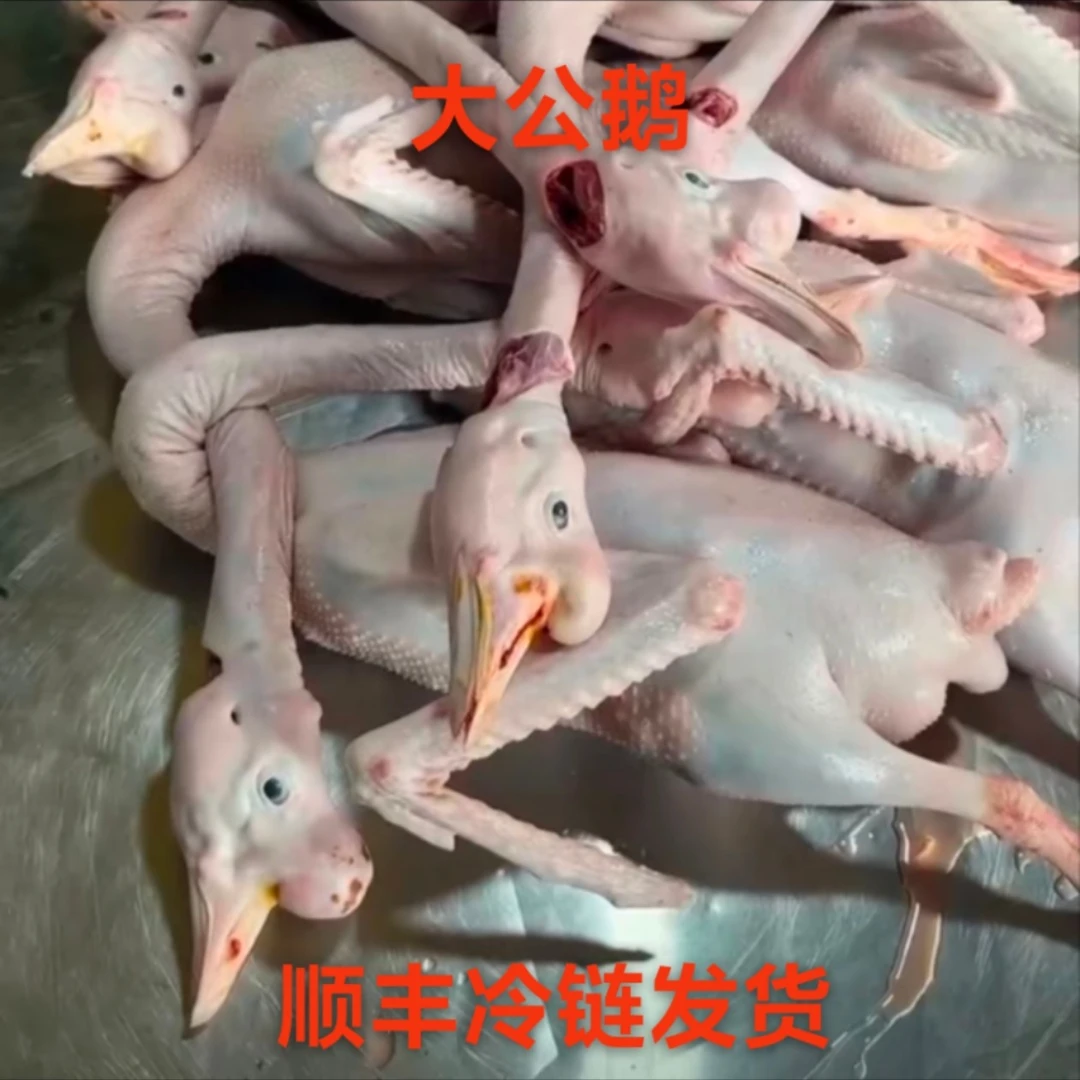 二年东北散养老公鹅整只带心肝胗，