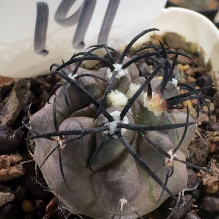 栗星玉实生仙人球