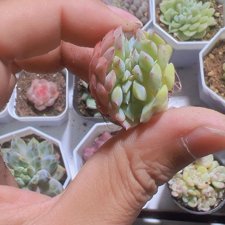 ?缀化多肉植物大战僵尸
