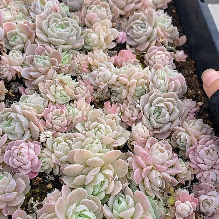 285 多肉植物盆栽花卉植物