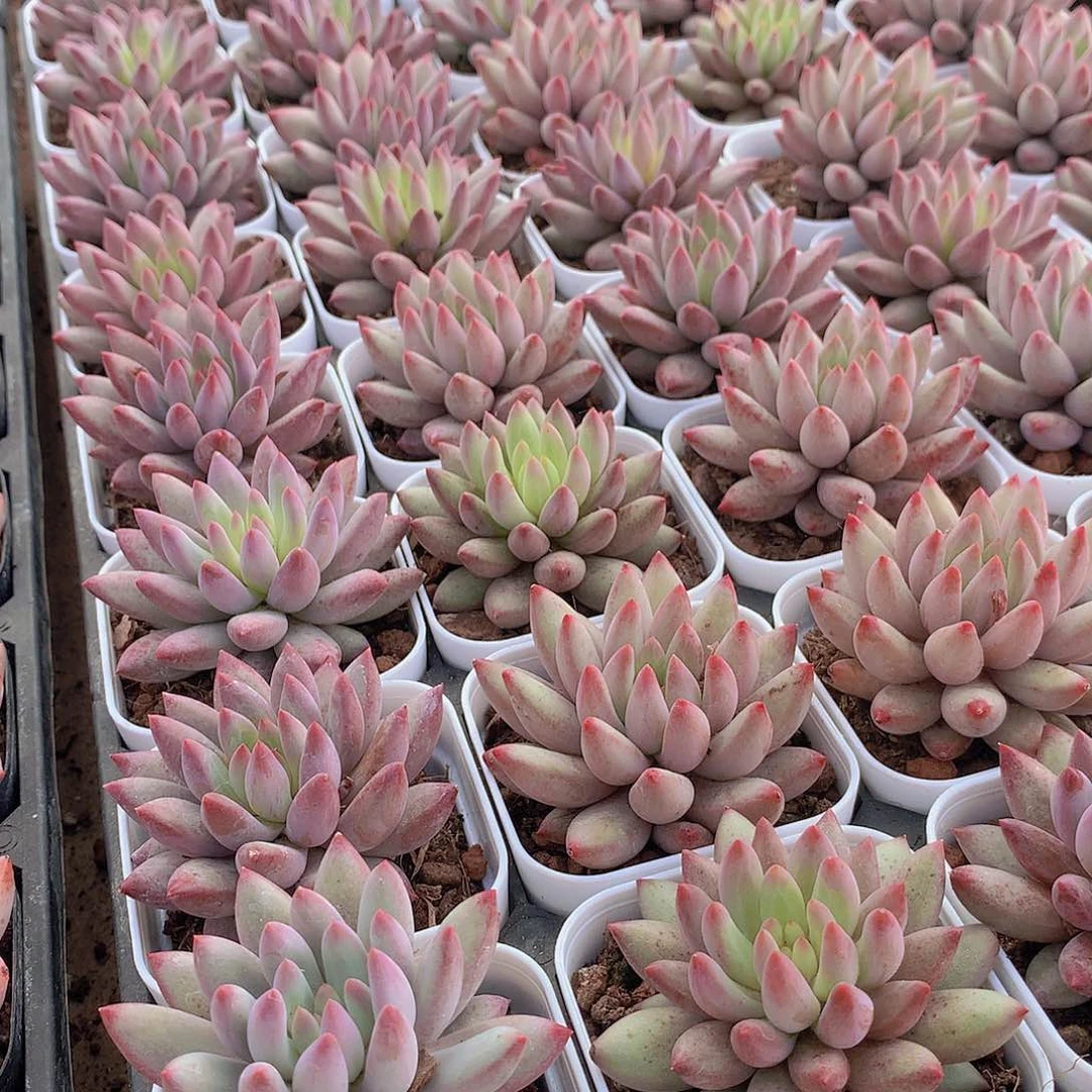 流沙体虞美人3356788999000