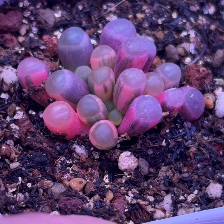 319号五十铃玉锦多肉植物锦一物一拍带盆土
