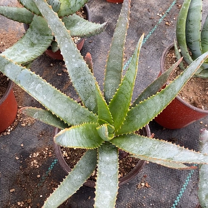 完美主义者勿拍卡比塔塔变种