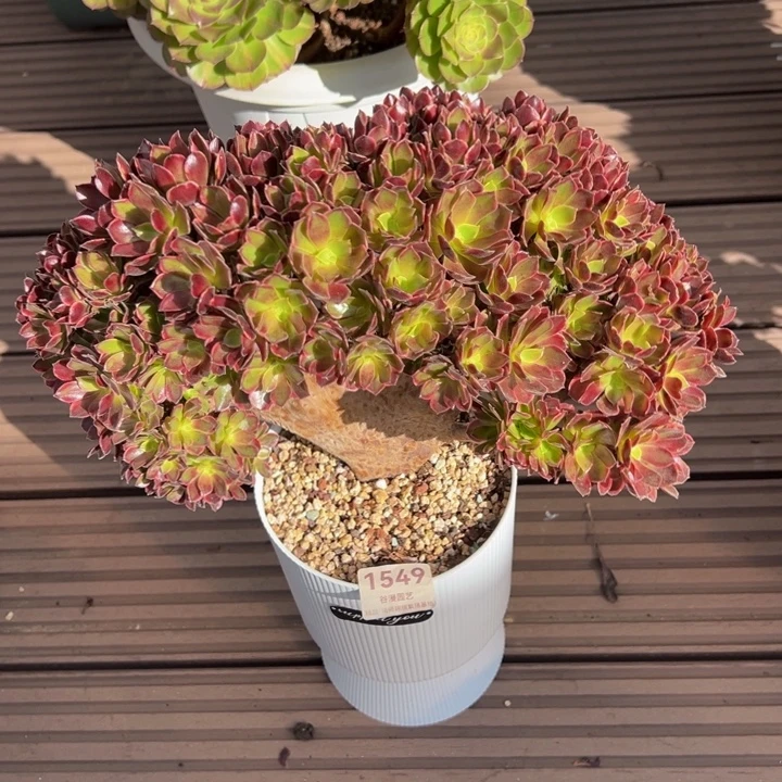 1549欧佳丽朵朵缀化