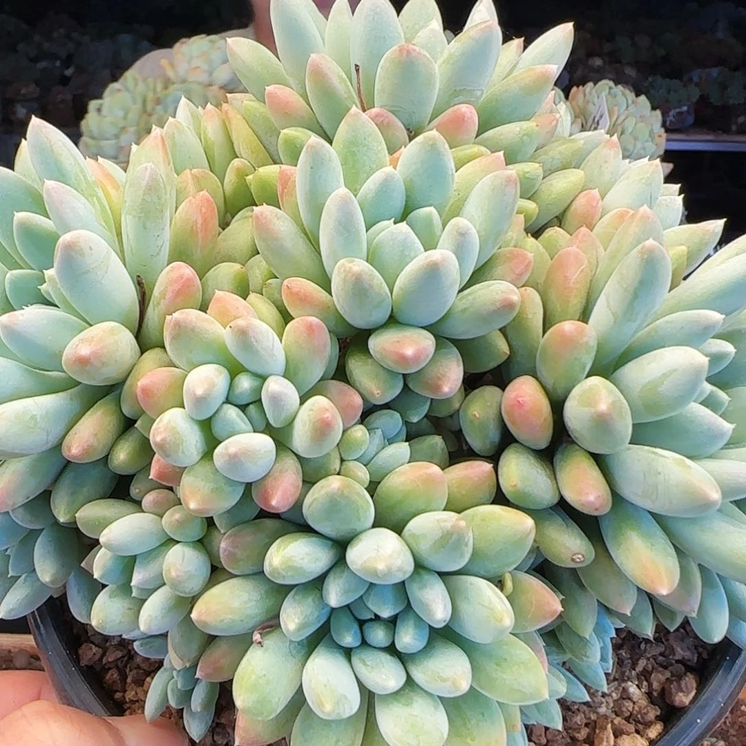 浅****052号七彩奶糖群85    肉