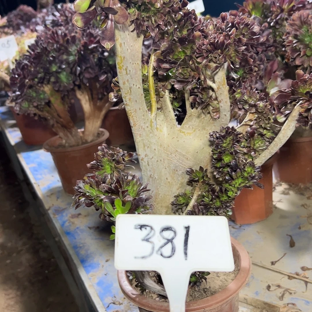 多肉植物黑法师缀花381小损