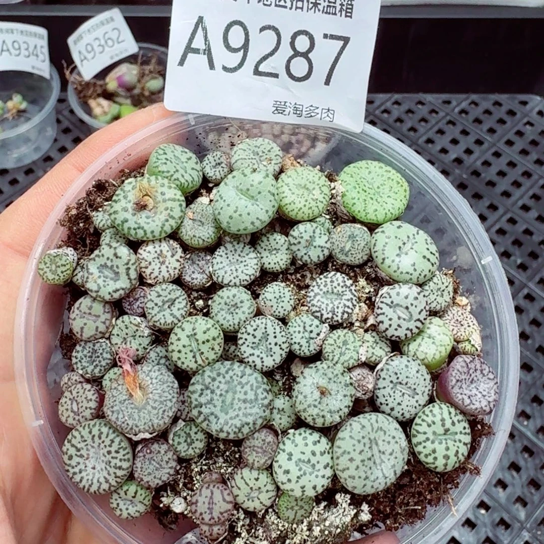 9287–—零下地区需拍保温箱