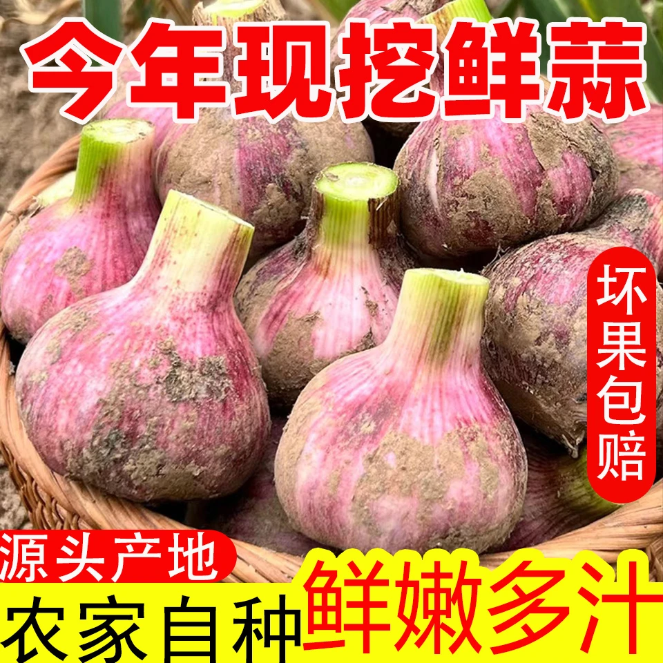 【主播专属】2025年新鲜现挖5斤大蒜头湿蒜紫皮鲜大蒜腌制糖醋蒜3斤