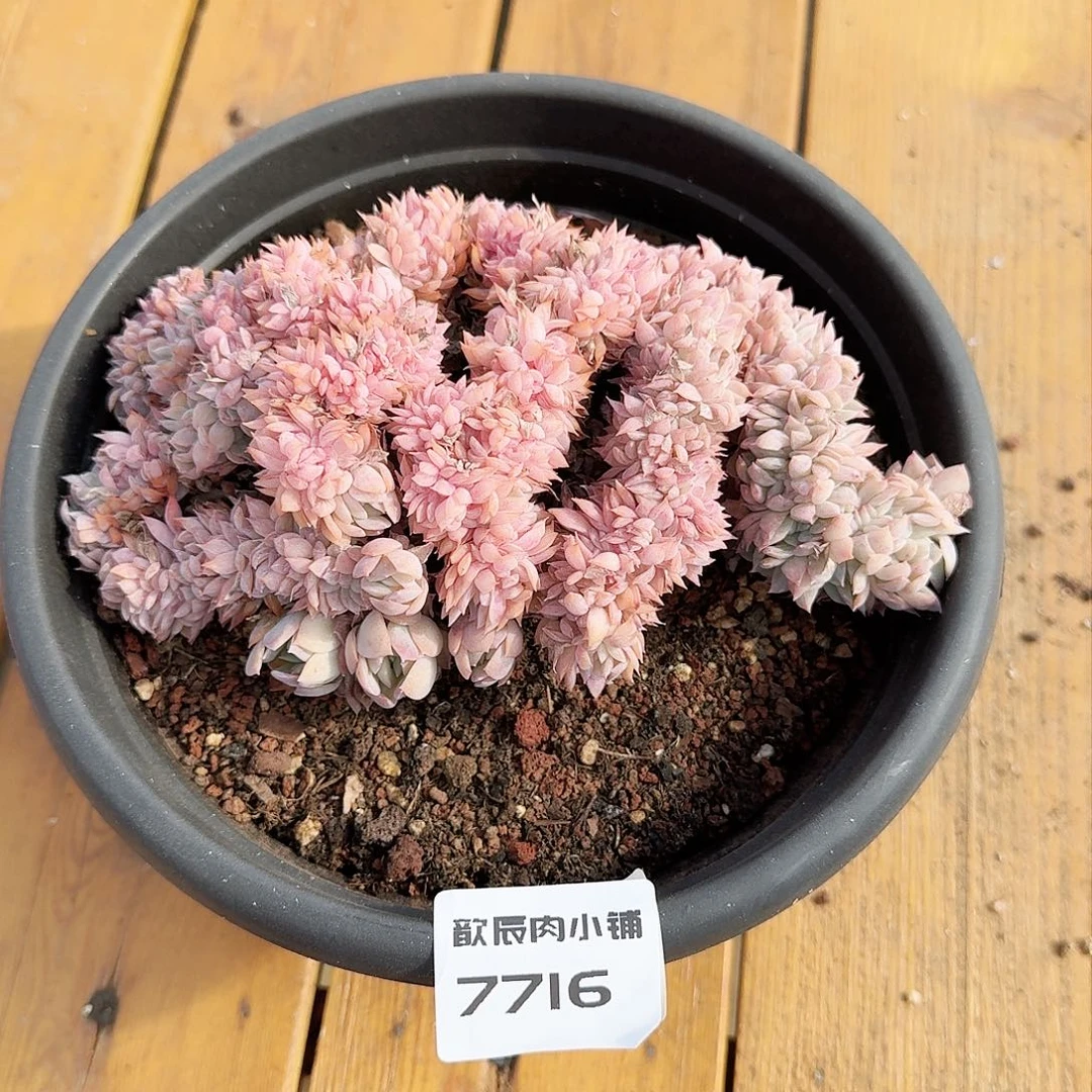 多肉植物莎莎女王缀7716