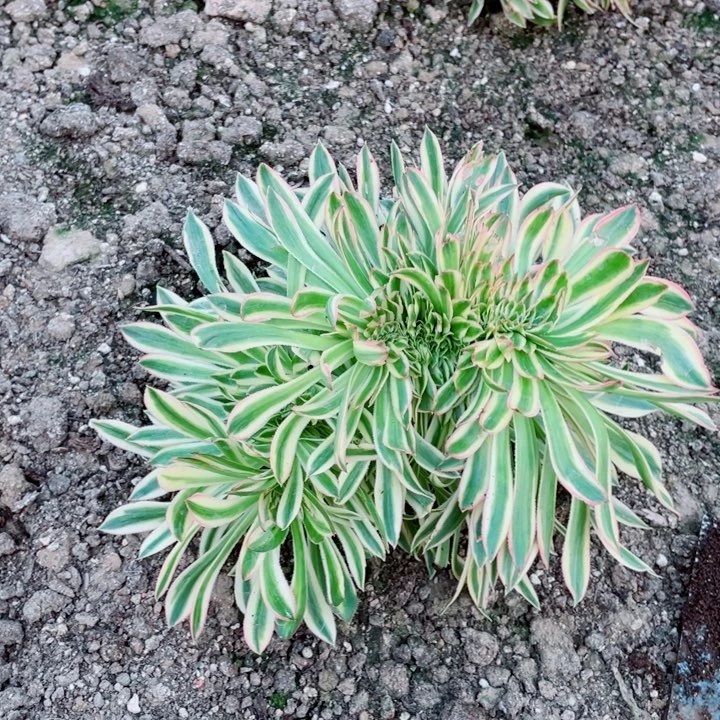 夕颜缀化地里11号棚