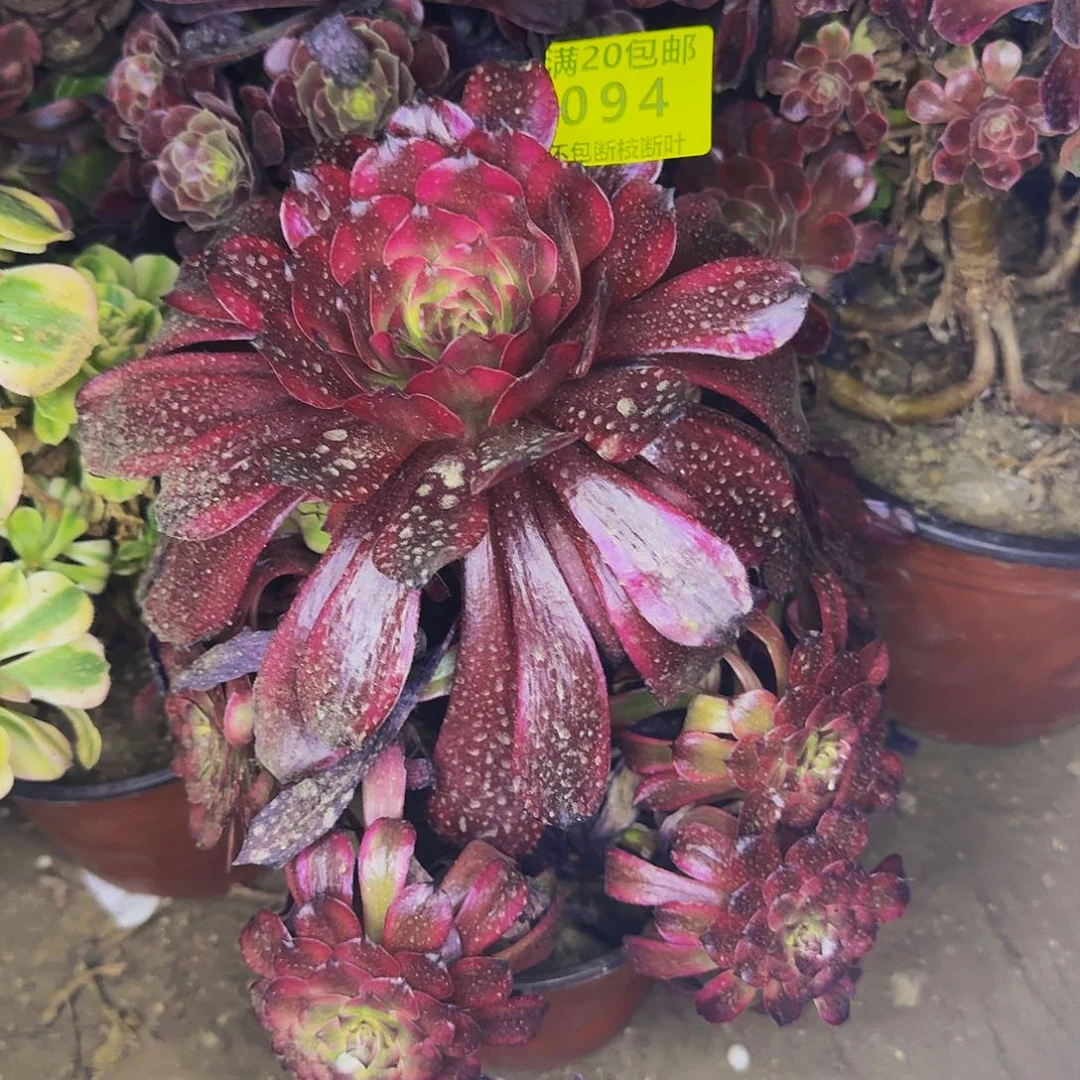 094 美姬多肉法师