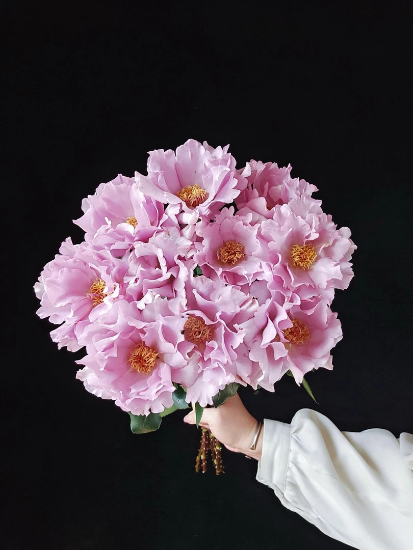 【稀有玫瑰】玫瑰时装-单头玫瑰（注意：需要带包装醒花）