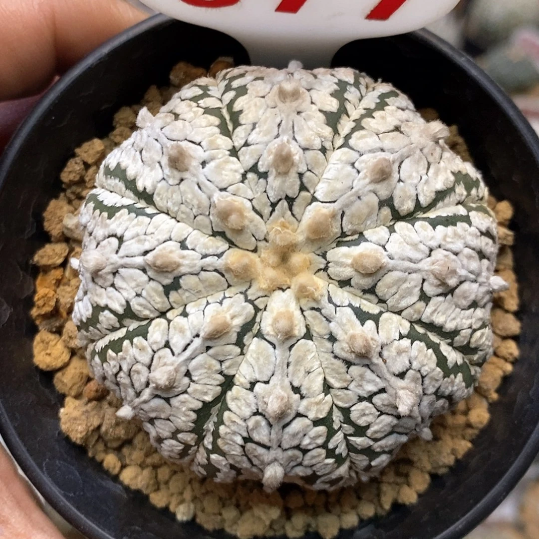 677特价咯哈代码和密码